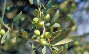 olivo